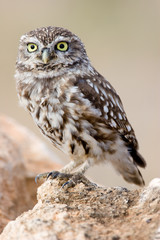 Mochuelo Común