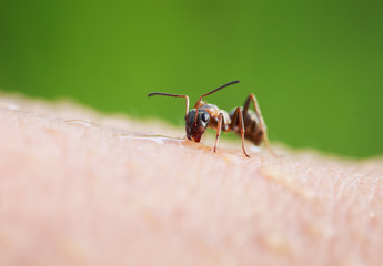 a small insect harmful  ant crawling on the skin of the human hand