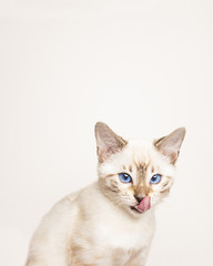 gattino bianco si lecca i baffi