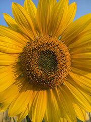 Naklejka premium Bright yellow sunflower