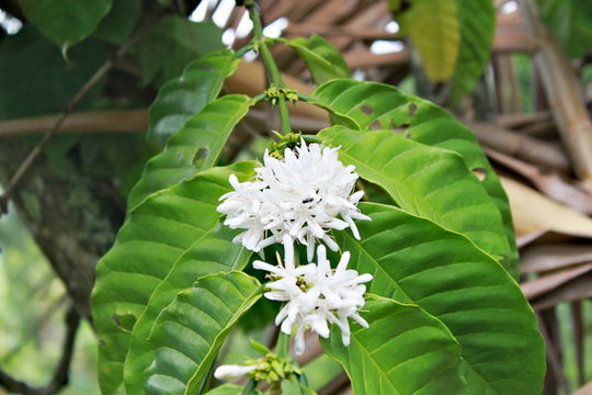 Fototapeta White blooming flowers of coffee bean plant with big green leaves