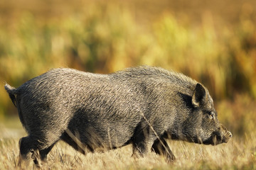 vietnamese pig in the field