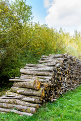 A cut wood pile along a logging road in a french forest.