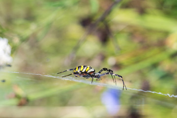 Spider sitting in the web