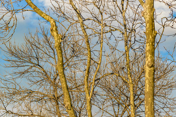 Leaveless Branches and Blue Sky