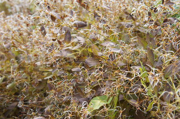 Clematis recta purpurea many brown and green plant