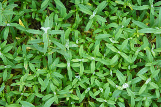 Silver mouse-ear chickweed or carastium argenteum bieb green plant background 