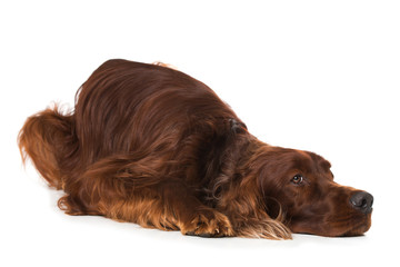 Irish Setter