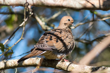 Mourning dove perched in a tree.