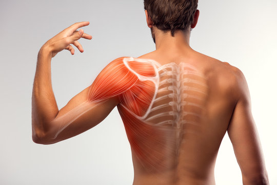 Shoulder Injury Anatomy Images – Browse 13,827 Stock Photos, Vectors, and Video | Adobe Stock