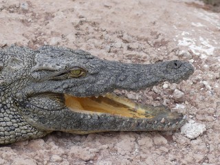 Crocodiles du Nil au Maroc
