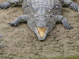 Crocodiles du Nil au Maroc