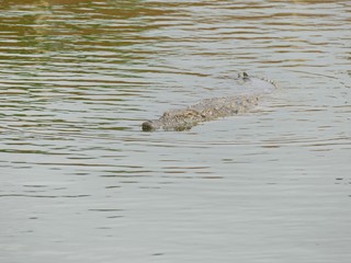 Crocodiles du Nil au Maroc