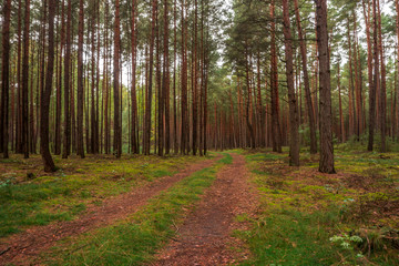 Fototapeta premium Trees in the forest in colorful autumn colors