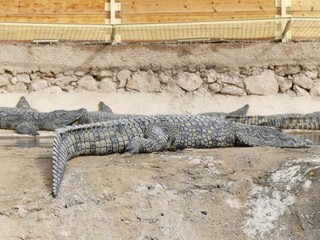 Crocodiles du Nil au Maroc