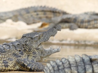 Crocodiles du Nil au Maroc