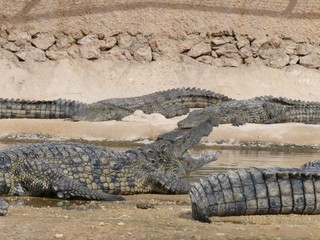 Crocodiles du Nil au Maroc