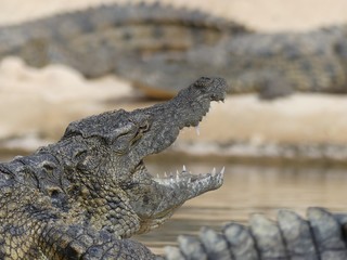 Crocodiles du Nil au Maroc