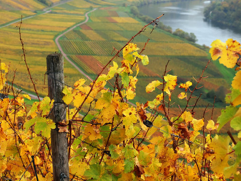 Weinlandschaft an der Mosel