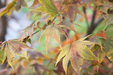 Acer palmatum or japanese maple or smooth japanese-maple foliage of tree