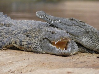 Crocodiles du Nil au Maroc