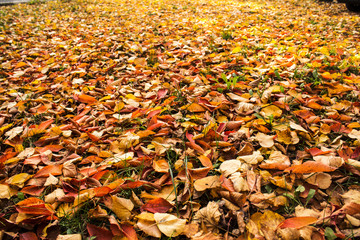 autumn bright leaves on a ground