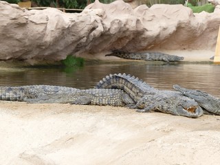 Crocodiles du Nil au Maroc