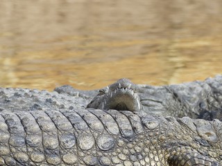 Obraz premium Crocodiles du Nil au Maroc