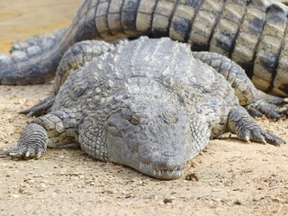 Crocodiles du Nil au Maroc