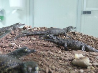 Crocodiles du Nil au Maroc