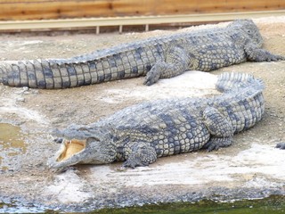 Crocodiles du Nil au Maroc