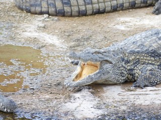 Crocodiles du Nil au Maroc