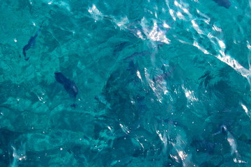 Blue sea water. Transparent azure water in the sea.  Similan national park, Thailand. Artistic texture for marine themes. The material can be used as a backdrop for tourist destinations. 