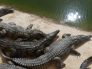 Crocodiles du Nil au Maroc