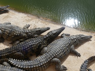 Crocodiles du Nil au Maroc