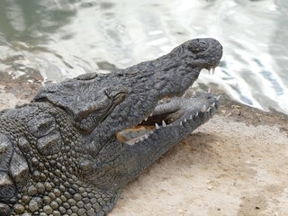 Crocodiles du Nil au Maroc