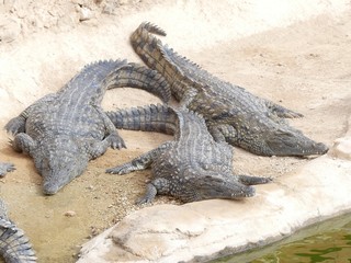 Crocodiles du Nil au Maroc