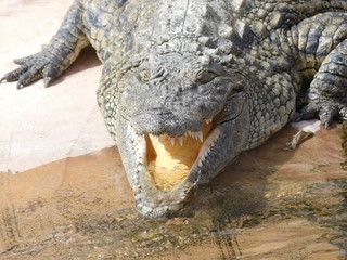 Crocodiles du Nil au Maroc