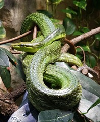green tree python / snake / green snake