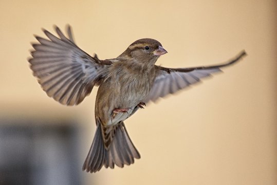 Female Sparrow in flight