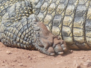Crocodiles du Nil au Maroc