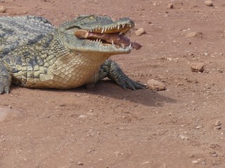 Crocodiles du Nil au Maroc