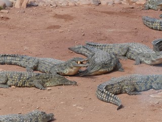 Crocodiles du Nil au Maroc