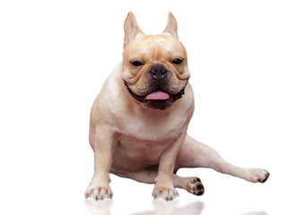 Obraz premium Cute French bulldog lovely pet isolated on white background