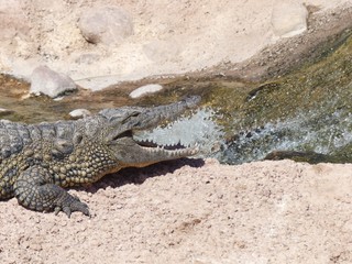 Obraz premium Crocodiles du Nil au Maroc
