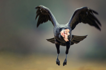Raven (Corvus corax) with prey in flight