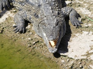 Crocodiles du Nil au Maroc