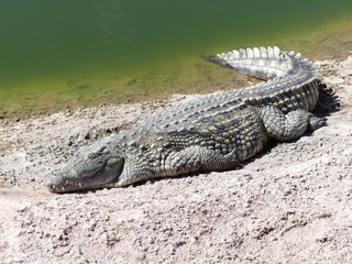 Crocodiles du Nil au Maroc