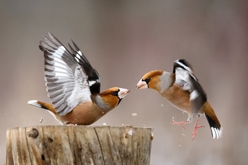 two Hawfinch (Coccothraustes coccothraustes) fight at the feeder