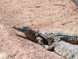Crocodiles du Nil au Maroc